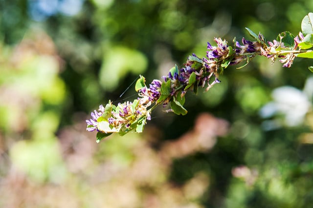 Lespedeza cyrtobotrya