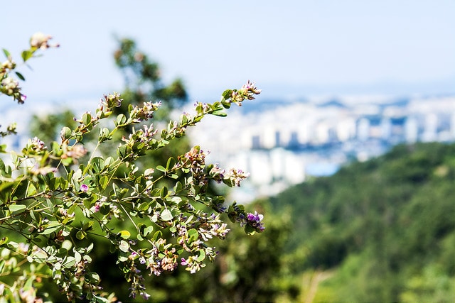 Lespedeza cyrtobotrya