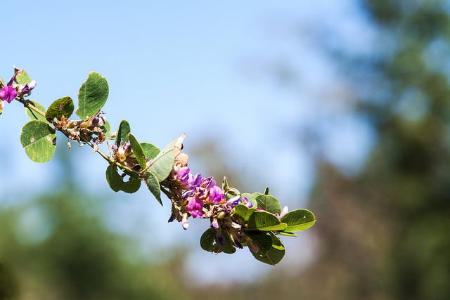Lespedeza cyrtobotrya