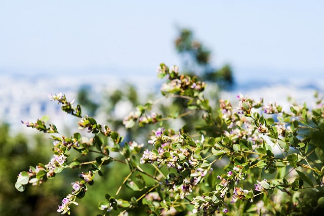 Lespedeza cyrtobotrya