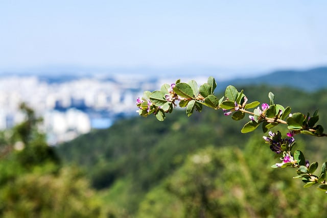Lespedeza cyrtobotrya