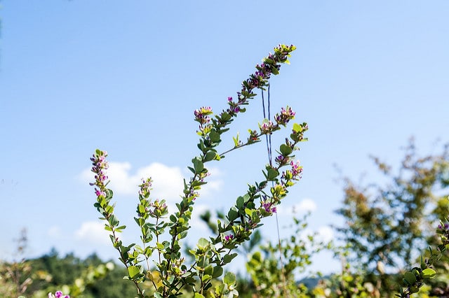 Lespedeza cyrtobotrya