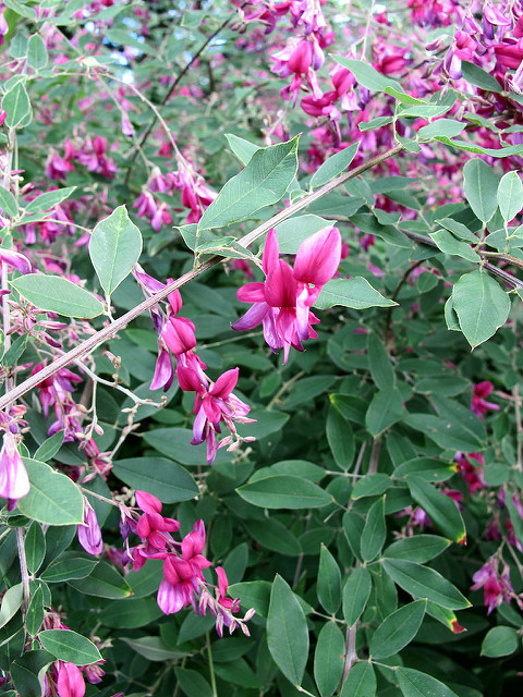 Lespedeza de thunberg (Lespedeza thunbergii)