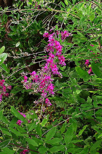 Lespedeza de thunberg