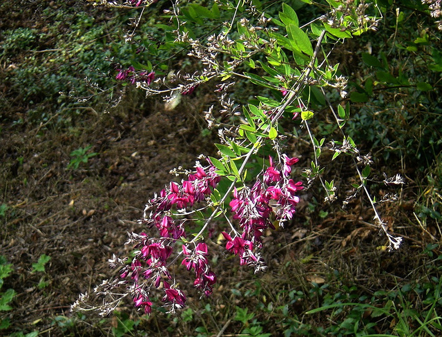 Lespedeza de thunberg