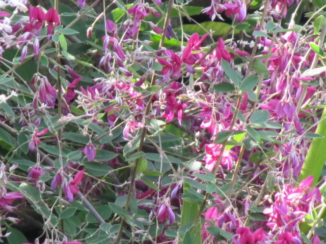 Lespedeza de thunberg