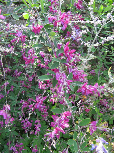 Lespedeza de thunberg