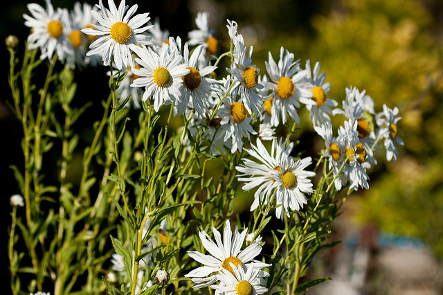 Leucanthémelle tardive (Leucanthemella serotina)