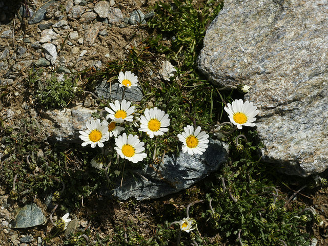 Marguerite des alpes