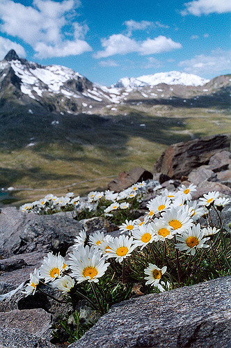 Marguerite des alpes