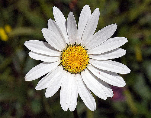 Marguerite des alpes