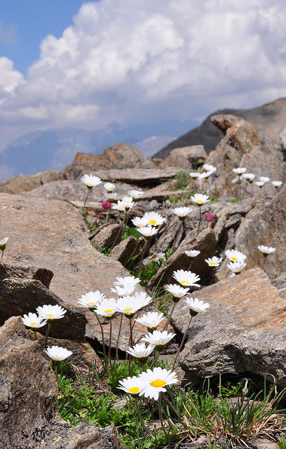 Marguerite des alpes