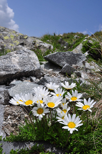 Marguerite des alpes