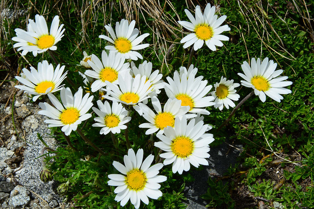 Marguerite des alpes (Leucanthemopsis alpina)