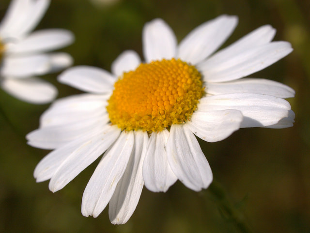 Marguerite brûlée (Leucanthemum adustum)