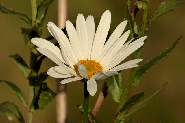 Marguerite élevée