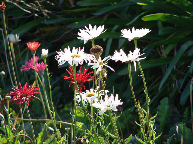 Marguerite élevée (Leucanthemum maximum)