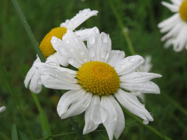 Marguerite commune