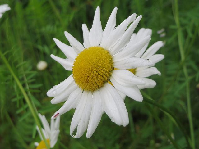 Marguerite commune