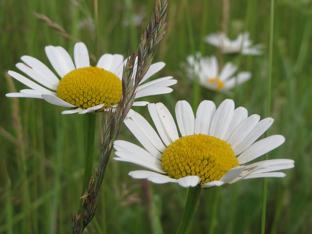 Marguerite commune