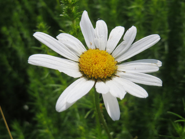 Marguerite commune