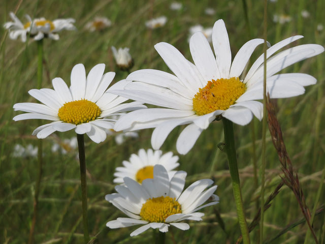 Marguerite commune