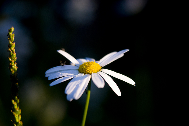Marguerite commune (Leucanthemum vulgare)
