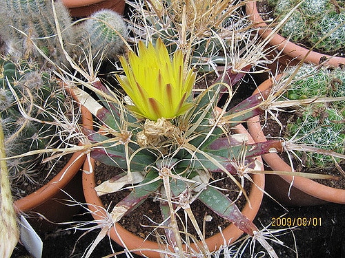 Cactus agave