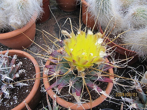 Cactus agave