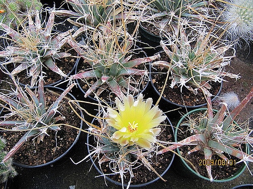 Cactus agave