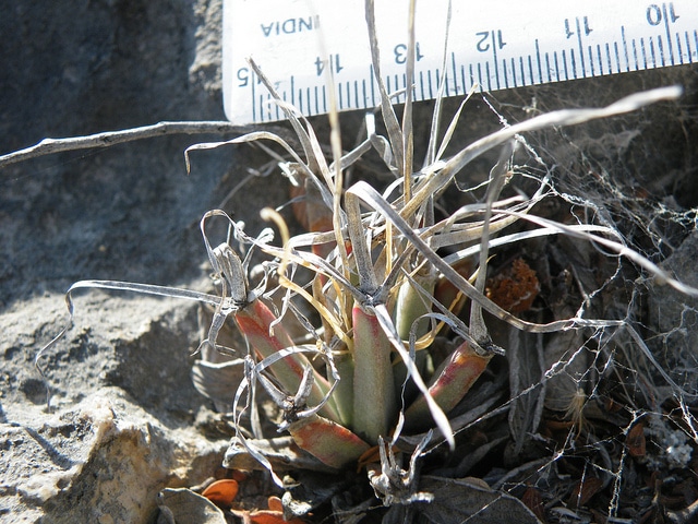 Cactus agave
