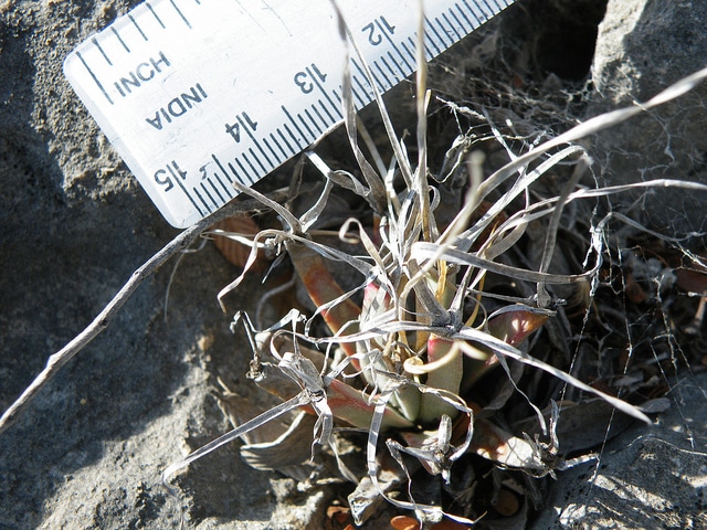 Cactus agave