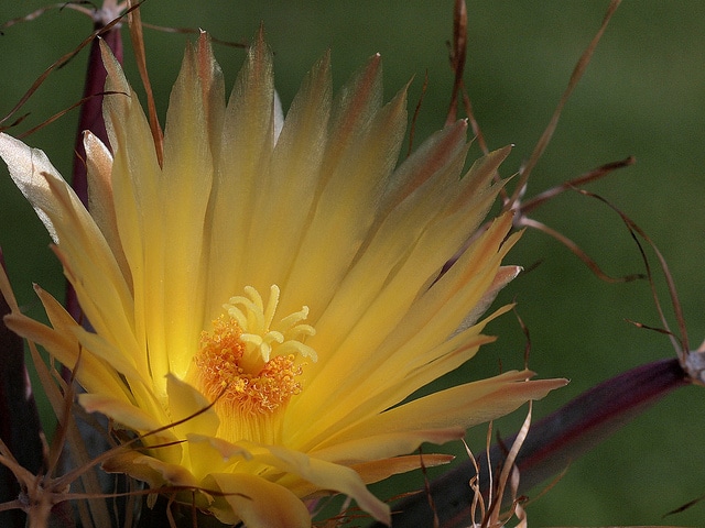 Cactus agave (Leuchtenbergia principis)