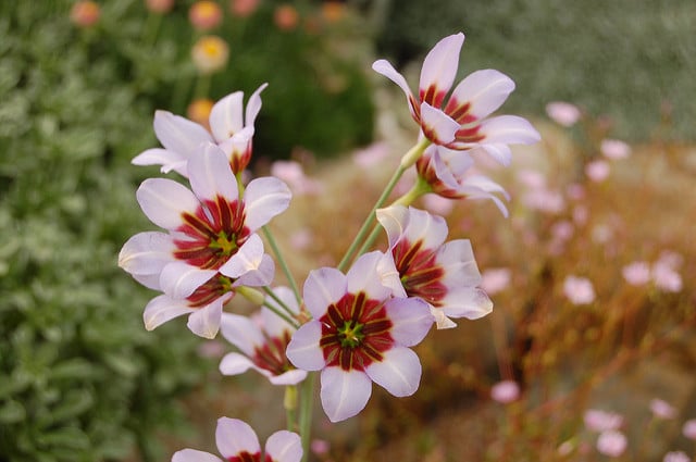 Leucocoryne purpurea