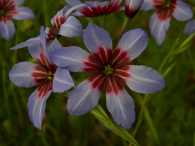 Leucocoryne purpurea