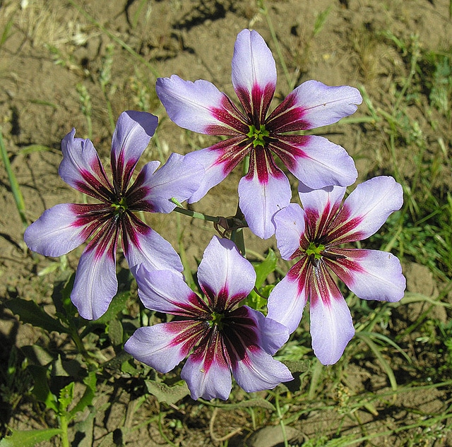 Leucocoryne purpurea (Leucocoryne purpurea)