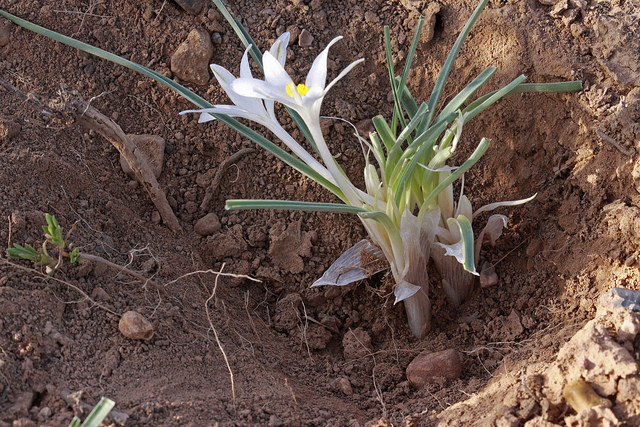 Leucocrinum montanum