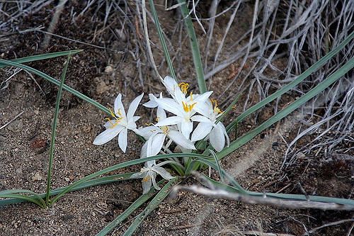 Leucocrinum montanum