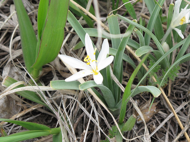 Leucocrinum montanum