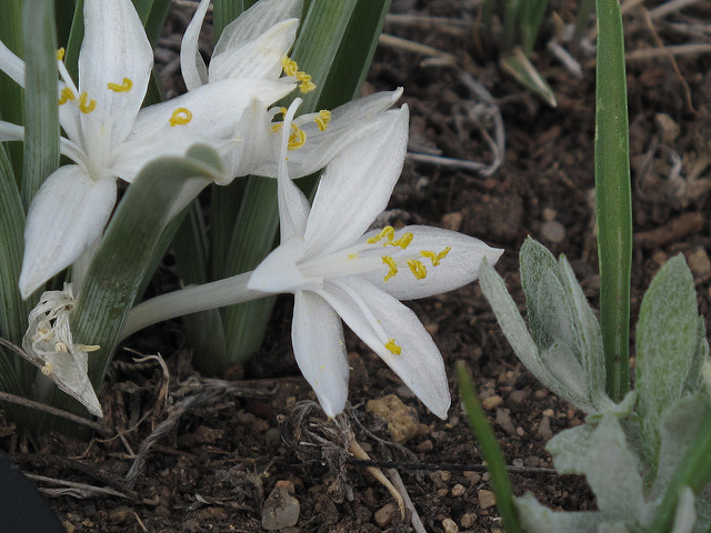 Leucocrinum montanum