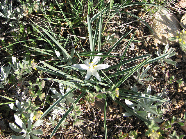 Leucocrinum montanum