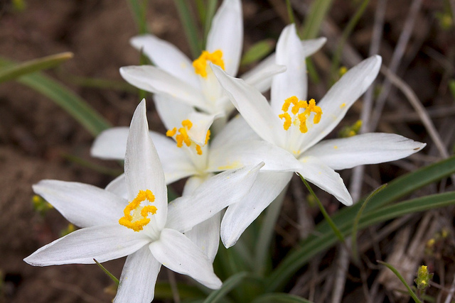Leucocrinum montanum (Leucocrinum montanum)