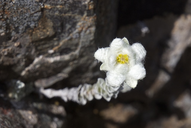 Leucogenes grandiceps (Leucogenes grandiceps)