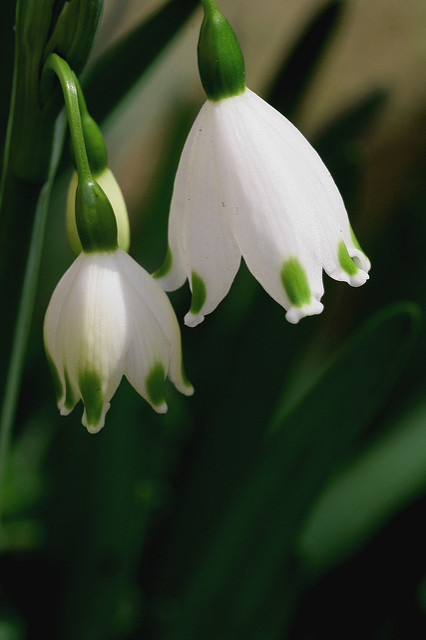 Nivéole d'été