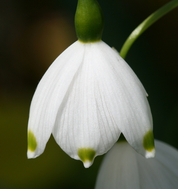 Nivéole d'été
