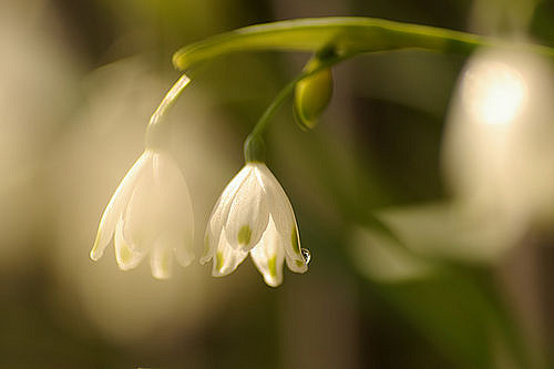 Nivéole d'été (Leucojum aestivum)