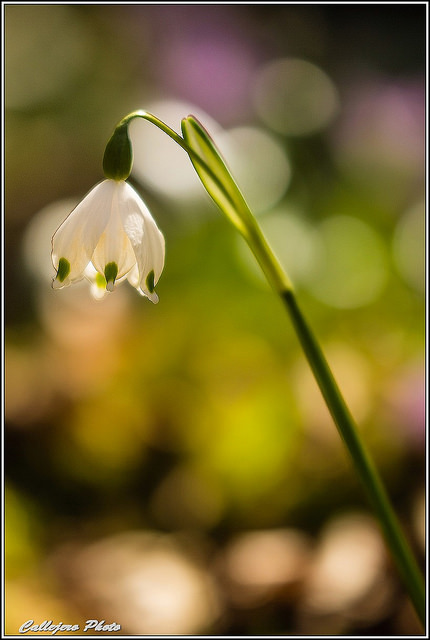 Nivéole de printemps
