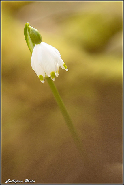 Nivéole de printemps