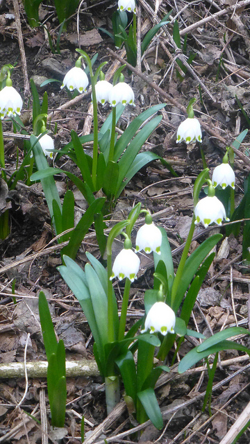 Nivéole de printemps