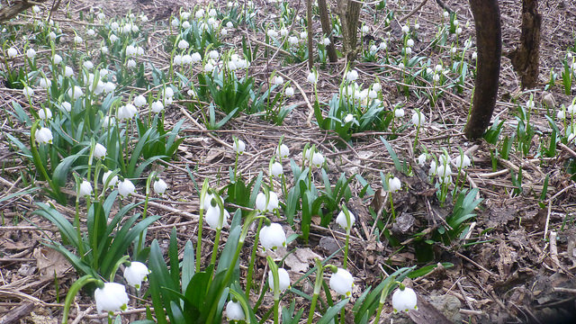 Nivéole de printemps